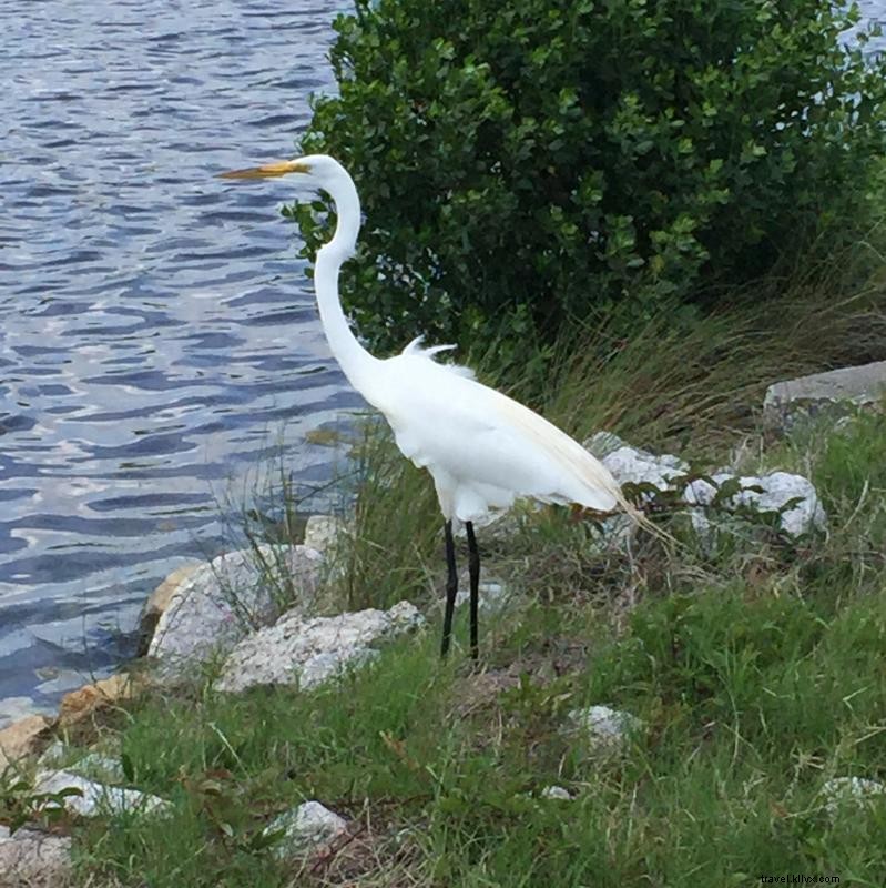 Earth Day in Myrtle Beach: Protecting Our Beaches, Wildlife, and Coastline Every Day