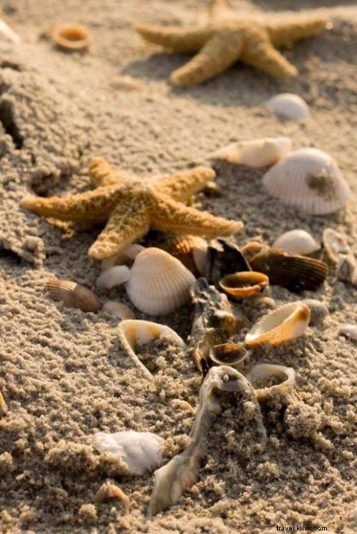 Ultimate Guide: Finding Shark Teeth and Seashells on Myrtle Beach Shores