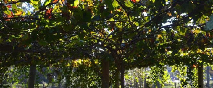 Horry County Museum Highlights Local Scuppernong and Muscadine Grapes with Free Events