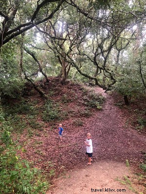 Discover Ingram Dunes: North Myrtle Beach s Hidden Relic Dune Preserve