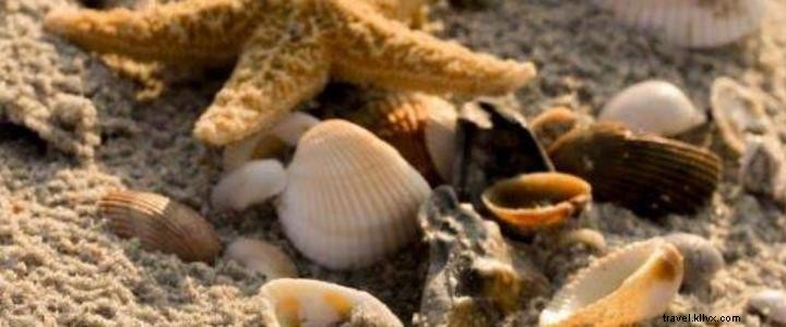 Ultimate Guide to Seashell Hunting in Myrtle Beach: Celebrate Summer and National Seashell Day