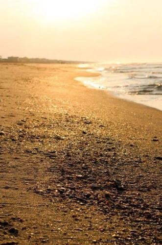 Ultimate Guide to Seashell Hunting in Myrtle Beach: Celebrate Summer and National Seashell Day