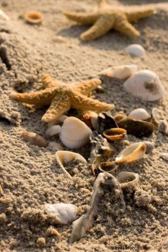 Ultimate Guide to Seashell Hunting in Myrtle Beach: Celebrate Summer and National Seashell Day