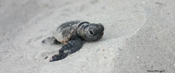 Loggerhead Sea Turtle Nesting Season Begins in Myrtle Beach, South Carolina