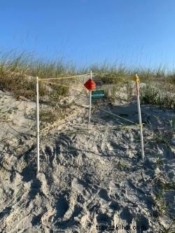 Loggerhead Sea Turtle Nesting Season Begins in Myrtle Beach, South Carolina