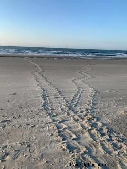 Loggerhead Sea Turtle Nesting Season Begins in Myrtle Beach, South Carolina