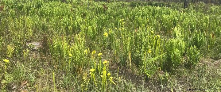 Explore Lewis Ocean Bay Heritage Preserve: A 10,000-Acre Nature Haven Near Myrtle Beach