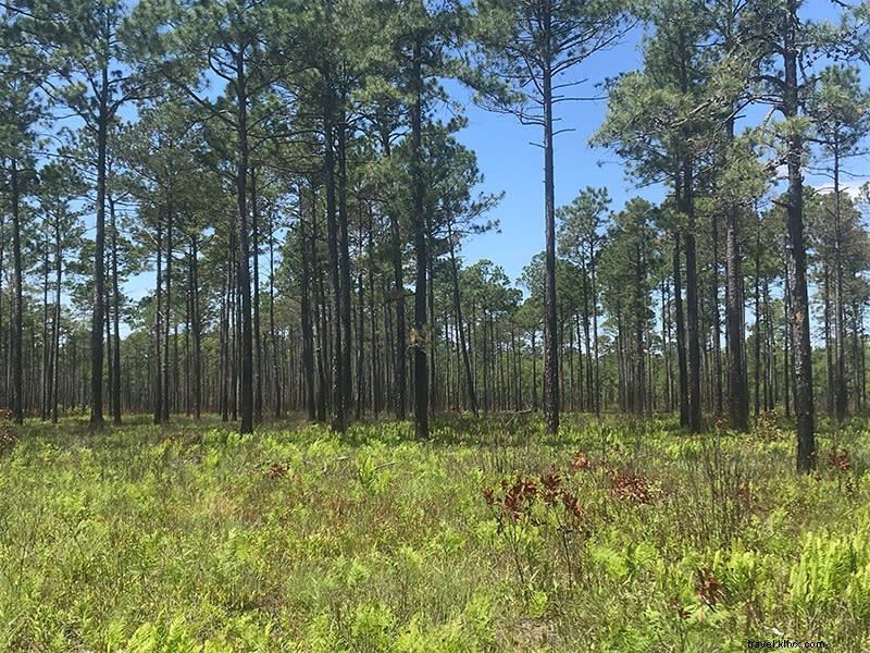 Explore Lewis Ocean Bay Heritage Preserve: A 10,000-Acre Nature Haven Near Myrtle Beach