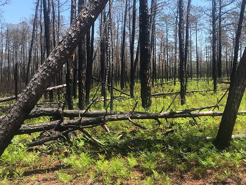 Explore Lewis Ocean Bay Heritage Preserve: A 10,000-Acre Nature Haven Near Myrtle Beach