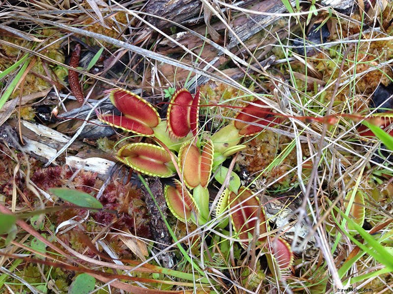 Explore Lewis Ocean Bay Heritage Preserve: A 10,000-Acre Nature Haven Near Myrtle Beach