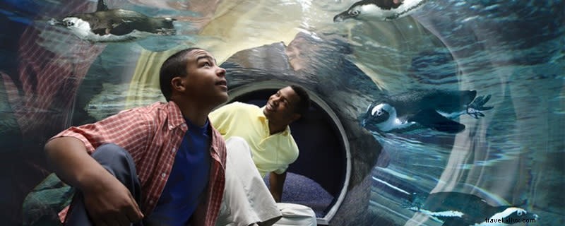 Virtual Tour of Myrtle Beach: Live Beach Cams, Attractions, and Entertainment from Home