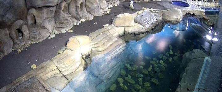 Virtual Myrtle Beach: Top Free Educational Resources for Homeschooling Kids