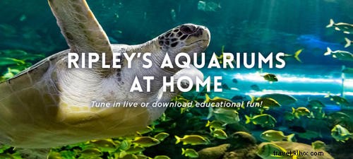 Virtual Myrtle Beach: Top Free Educational Resources for Homeschooling Kids