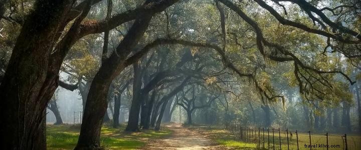 Discover Hobcaw Barony: A 16,000-Acre Wildlife Refuge and Historic Plantation Near Myrtle Beach