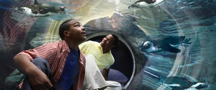 Book Penguin Encounters & VIP Experiences at Ripley s Aquarium Myrtle Beach