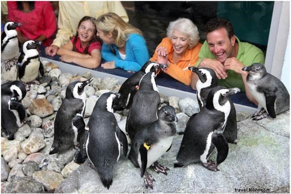 Book Penguin Encounters & VIP Experiences at Ripley s Aquarium Myrtle Beach