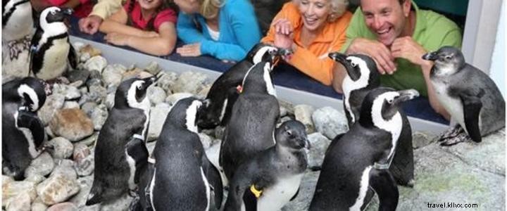 Ripley s Aquarium of Myrtle Beach Welcomes African Penguins in Historic 2020 Expansion