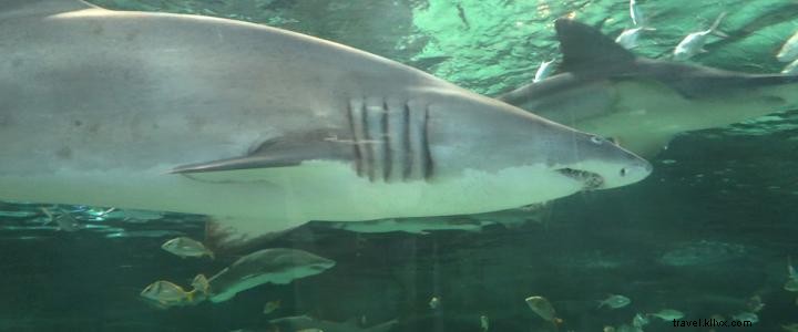 Fascinating Shark Facts: Ancient Ocean Survivors and Essential Safety Tips