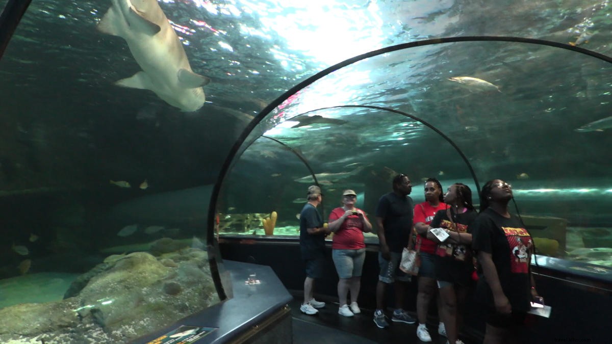 Fascinating Shark Facts: Ancient Ocean Survivors and Essential Safety Tips