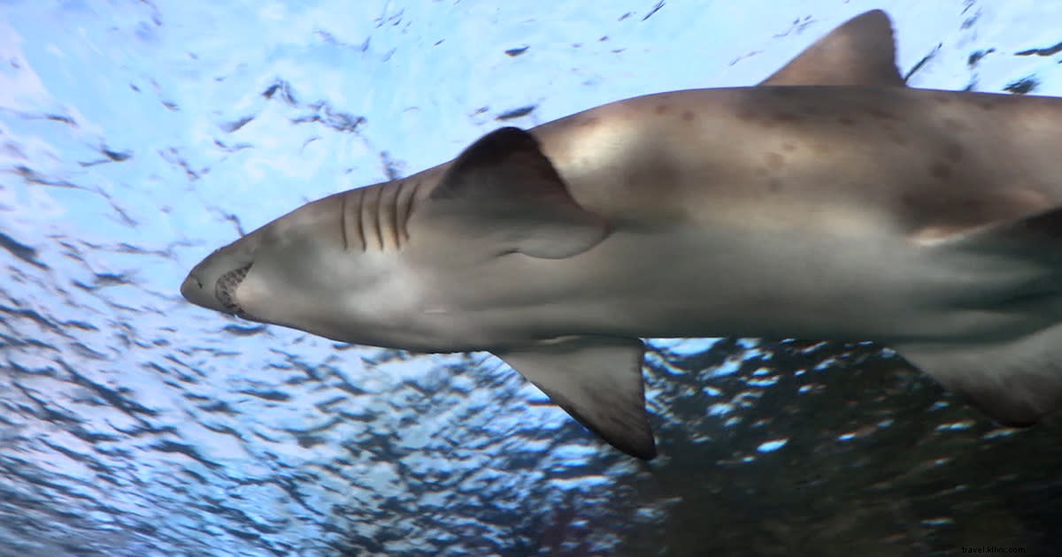Fascinating Shark Facts: Ancient Ocean Survivors and Essential Safety Tips