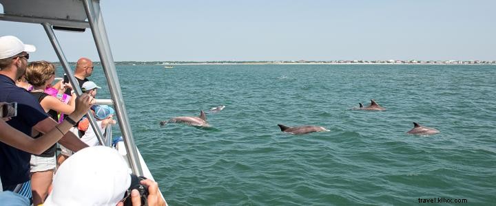 Top Dolphin Watching Tours in Myrtle Beach: Unmissable Adventures on the Grand Strand