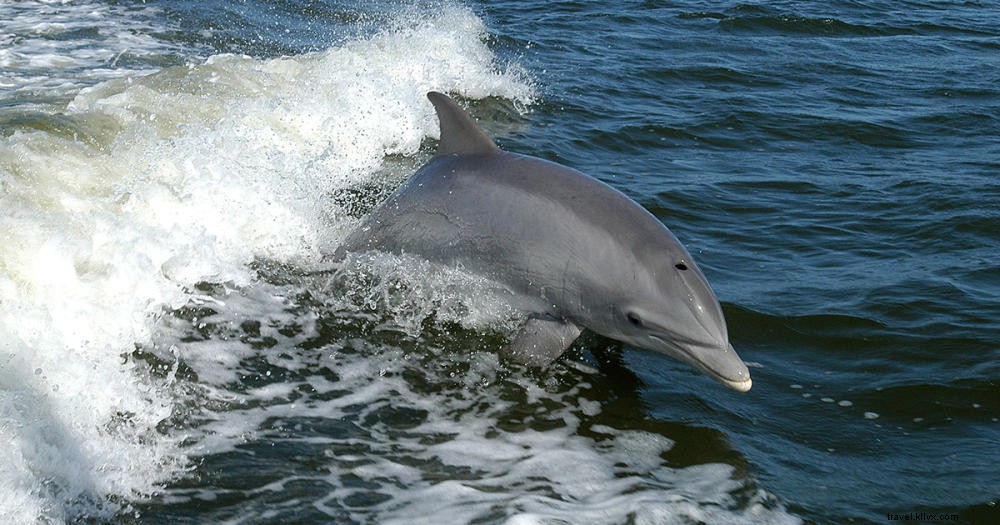 Top Dolphin Watching Tours in Myrtle Beach: Unmissable Adventures on the Grand Strand