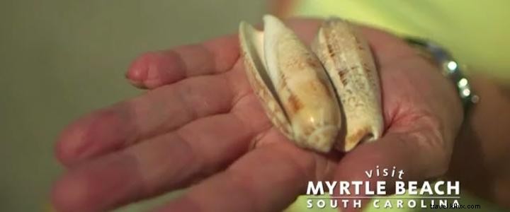 Shelling 101: Expert Tips for Finding the Best Seashells in Myrtle Beach