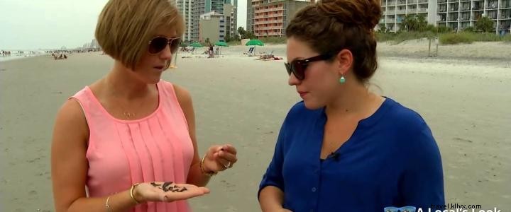 Expert Tips for Finding Shark Teeth on Myrtle Beach Shores