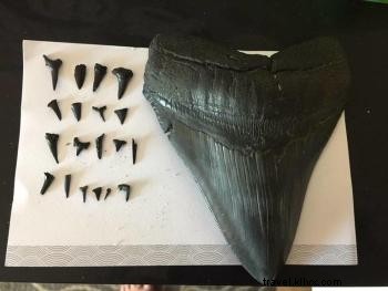 Expert Tips for Finding Shark Teeth on Myrtle Beach Shores