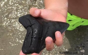 Expert Tips for Finding Shark Teeth on Myrtle Beach Shores