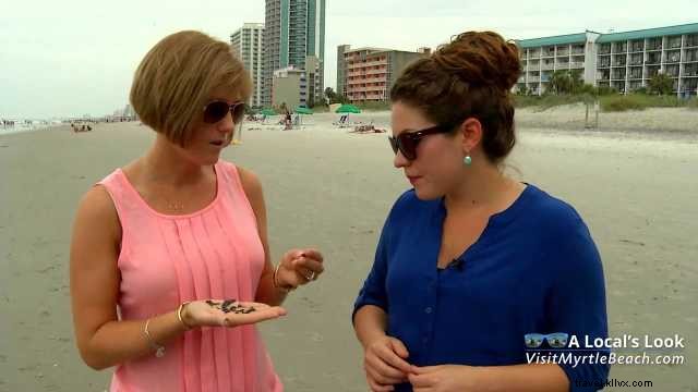 Expert Tips for Finding Shark Teeth on Myrtle Beach Shores