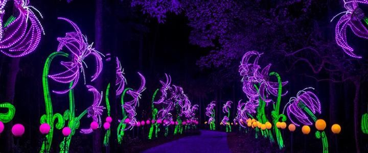 Brookgreen Gardens Summer Lights Festival: Illuminated Magic in the Lowcountry Zoo
