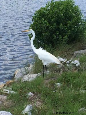 Huntington Beach State Park: Where Pristine Beaches, Historic Atalaya Castle, and Abundant Wildlife Converge