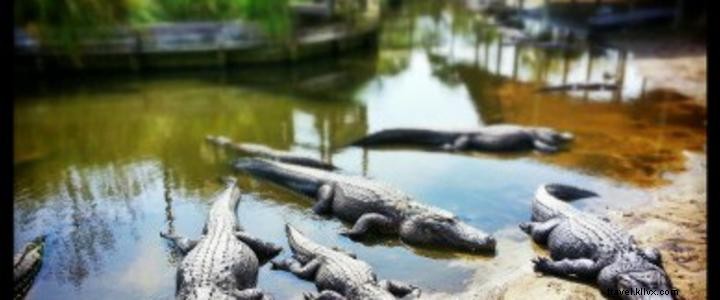 Alligator Adventure: North Myrtle Beach s Top-Rated Reptile Capital of the World