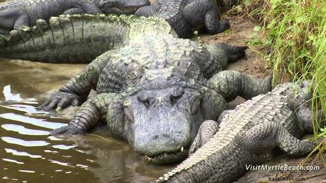 Alligator Adventure: North Myrtle Beach s Top-Rated Reptile Capital of the World
