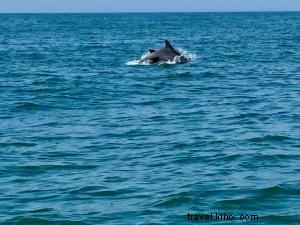 Unforgettable Dolphin Watching with Blue Wave Adventures  Eco-Friendly Cruise in Murrells Inlet
