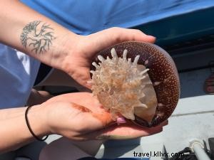 Unforgettable Dolphin Watching with Blue Wave Adventures  Eco-Friendly Cruise in Murrells Inlet