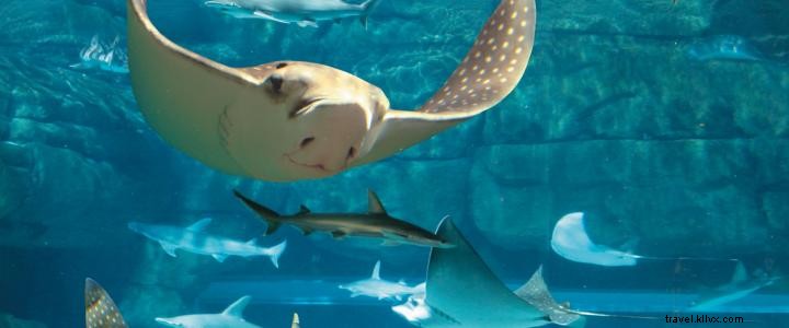 Ripley s $10 Carolina Deal Days: Myrtle Beach Attractions for NC & SC Residents Through July 31