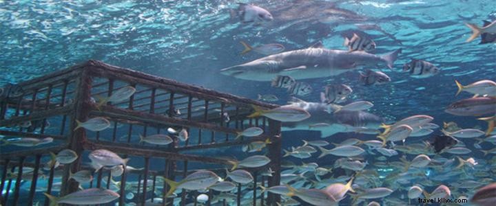 Must-See Bucket List Attractions in Myrtle Beach: SkyWheel Spotlight