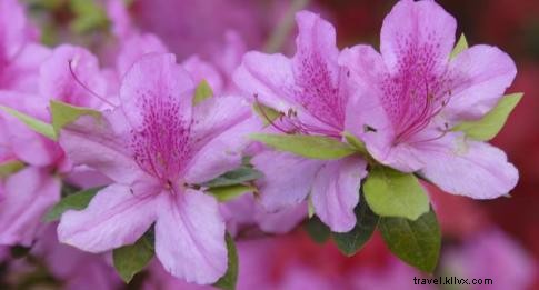 Brookgreen Gardens Blooms with Spring: Plantacular Sale Highlights