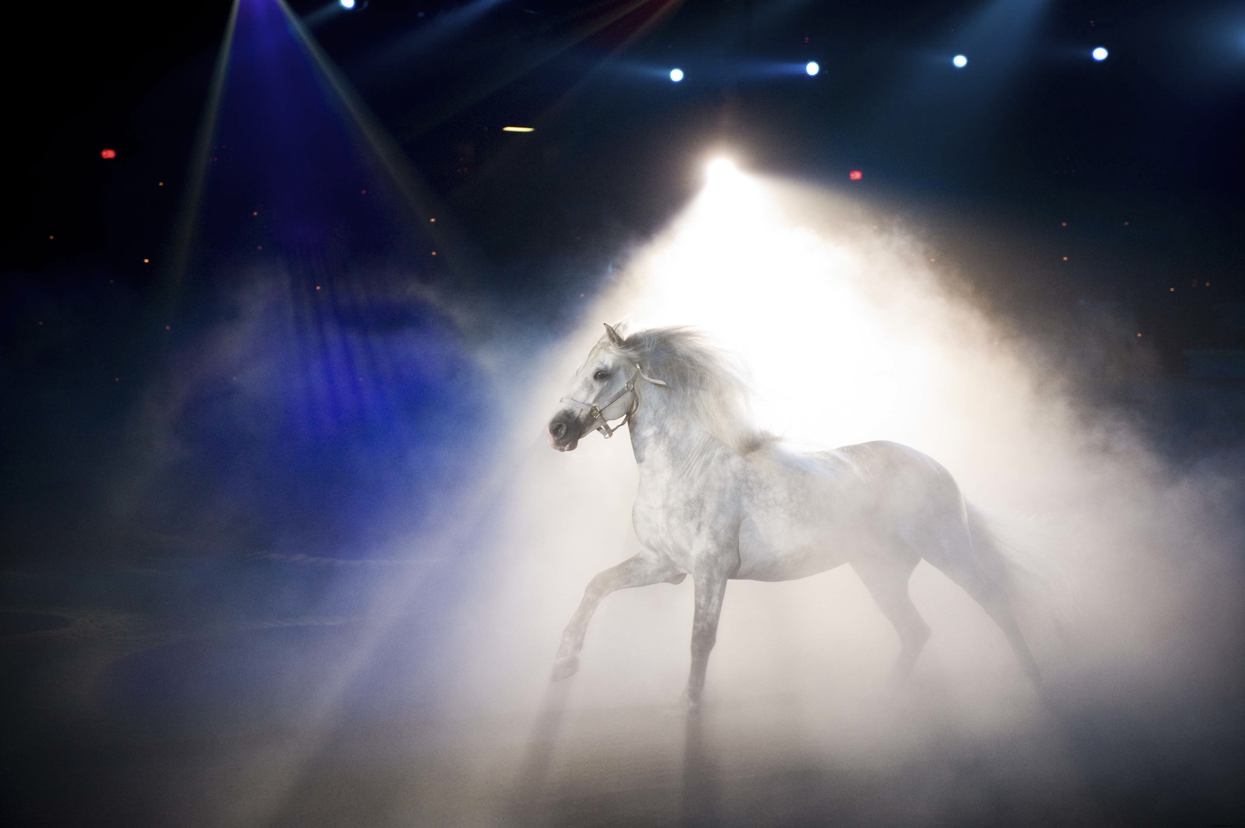Behind the Scenes at Medieval Times Dinner & Tournament in Myrtle Beach