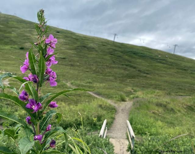 Explore North of Anchorage: 5-Day Itinerary of Scenic Adventures and Cultural Treasures