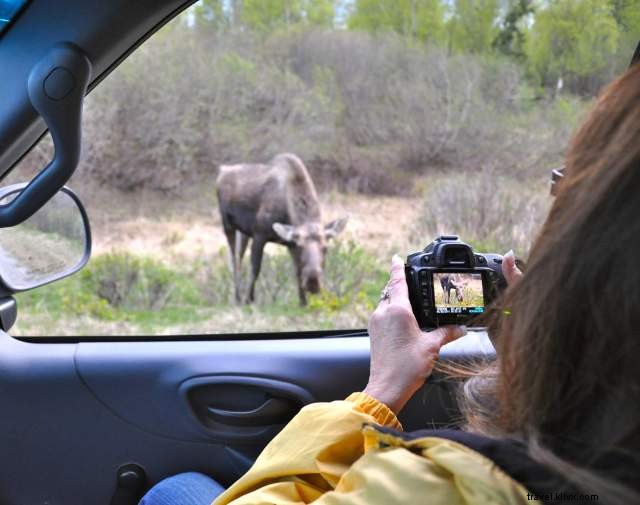 3-Day Wildlife Safari in Anchorage: Spot Moose, Salmon, Bears & Belugas