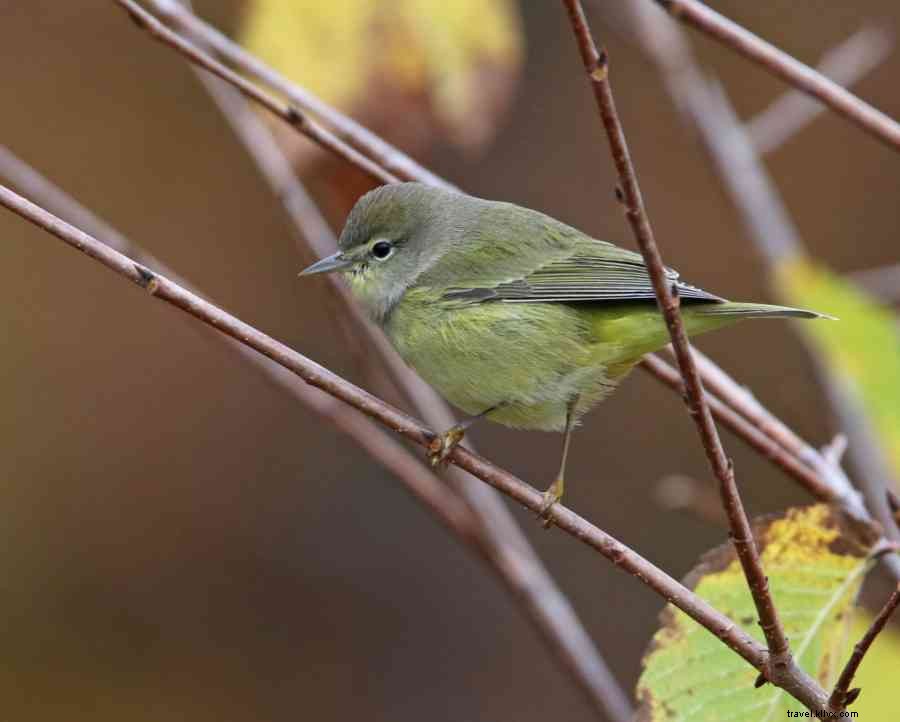 Accessible Birding Haven in Happy Valley, PA: Prime Spot for Fall Migration
