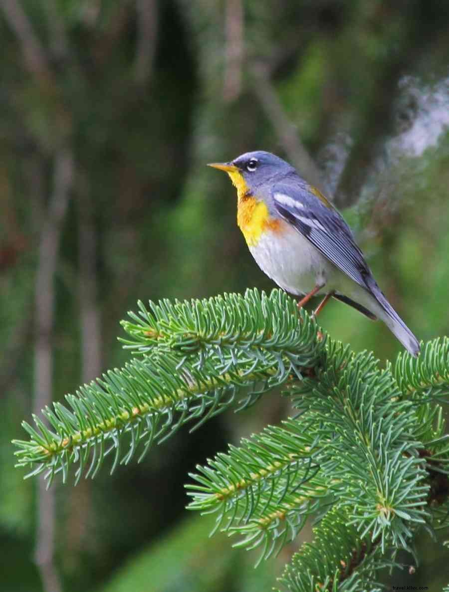 Accessible Birding Haven in Happy Valley, PA: Prime Spot for Fall Migration