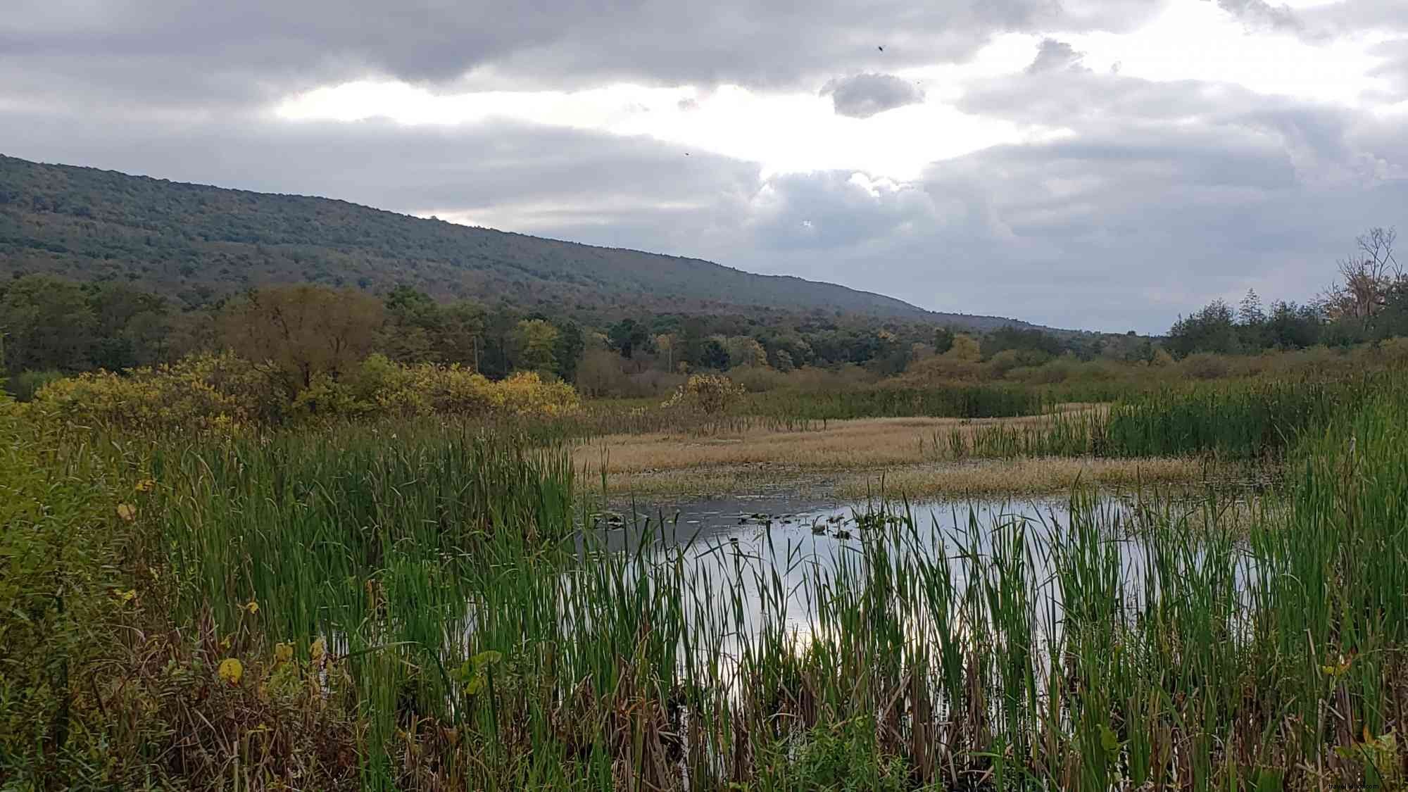 Accessible Birding Haven in Happy Valley, PA: Prime Spot for Fall Migration