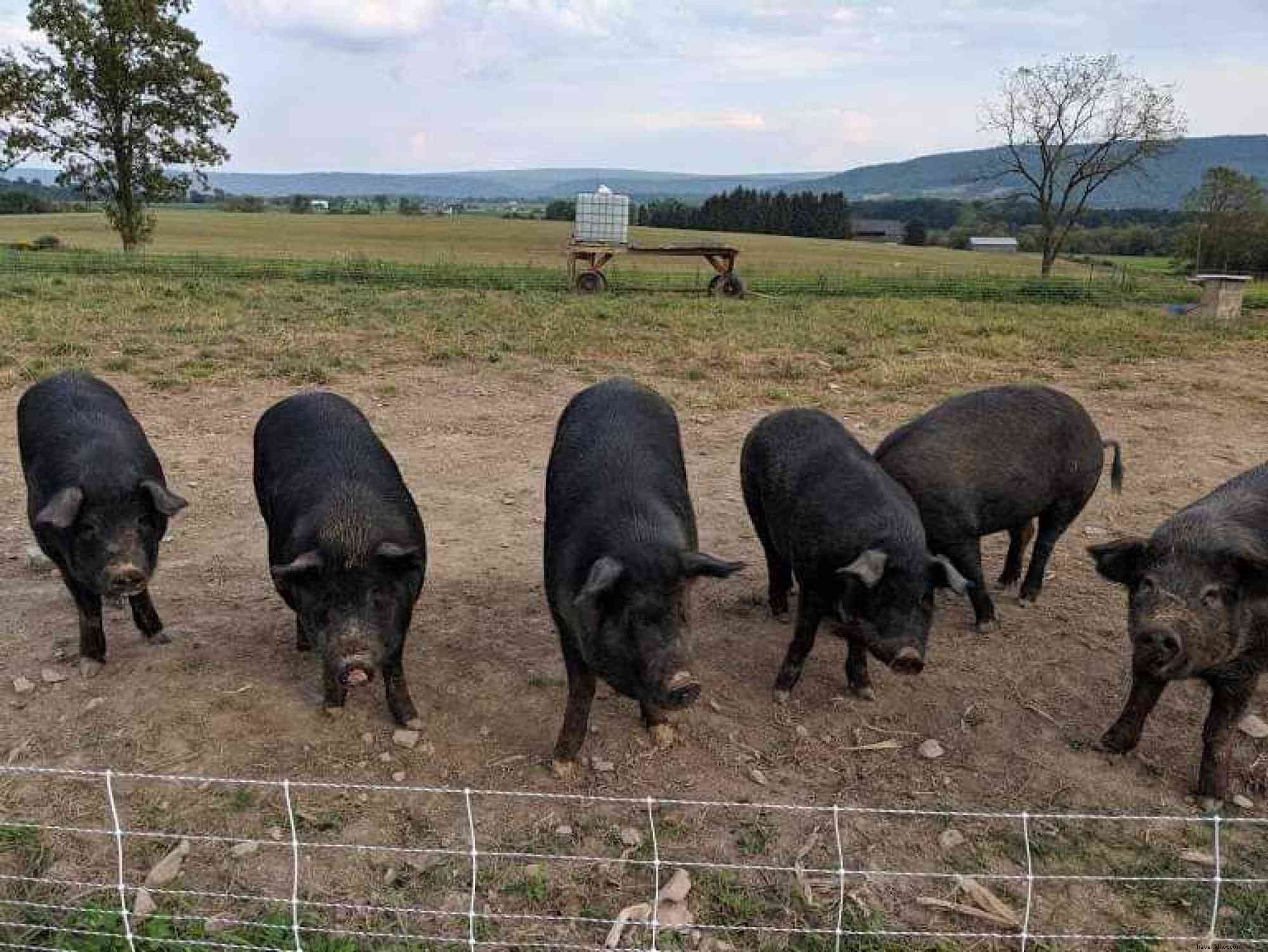 Field to Fork: Discover Fresh Local Flavors in Happy Valley, PA