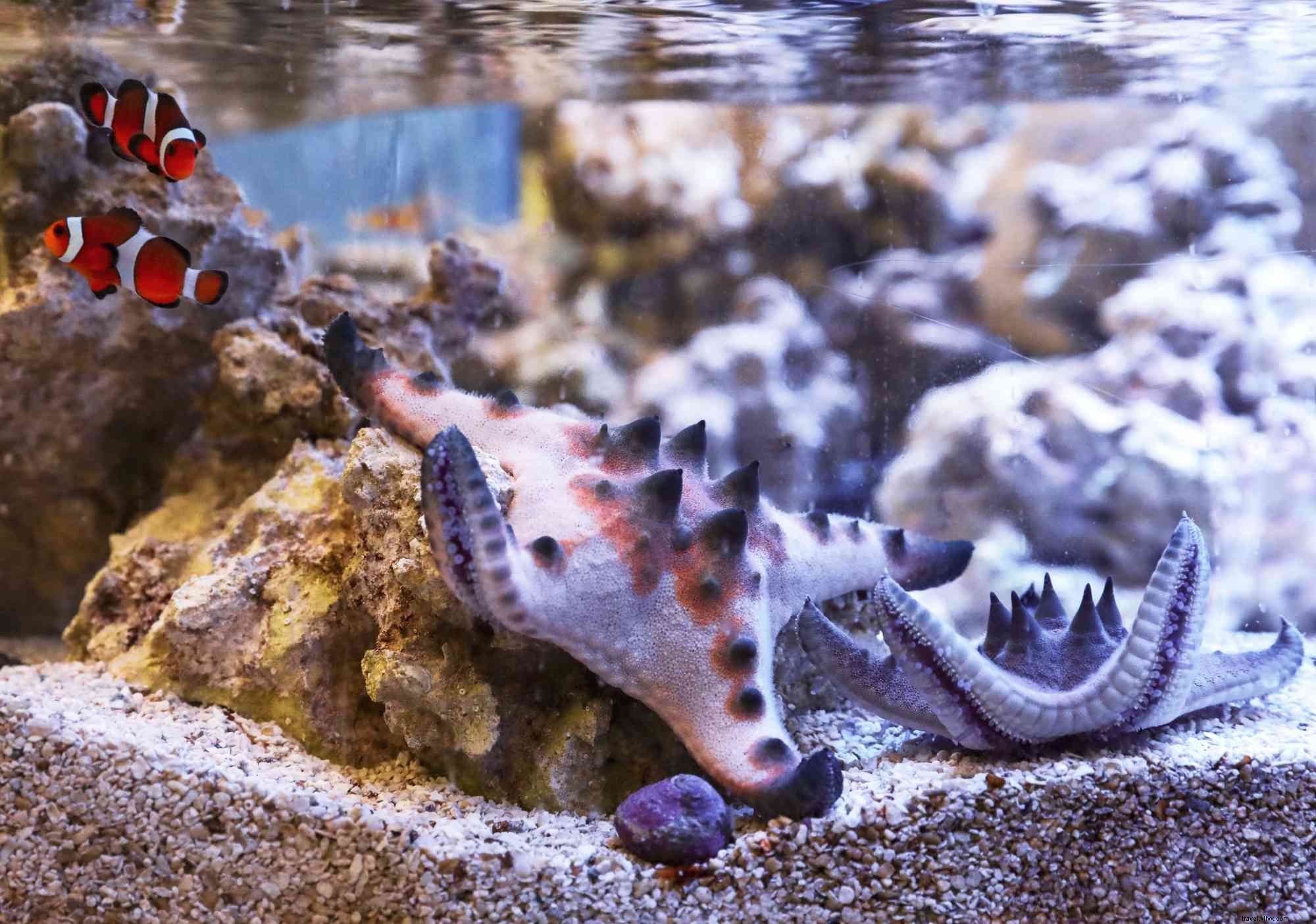 Family Events at Discovery Space: STEM Parties, Hangouts, Marine Life & The Rivet