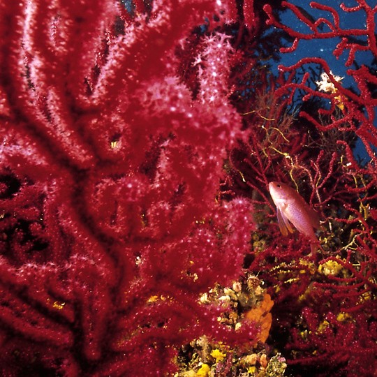 Ultimate Guide to Scuba Diving in Spain: Top Sites, Requirements & Expert Tips