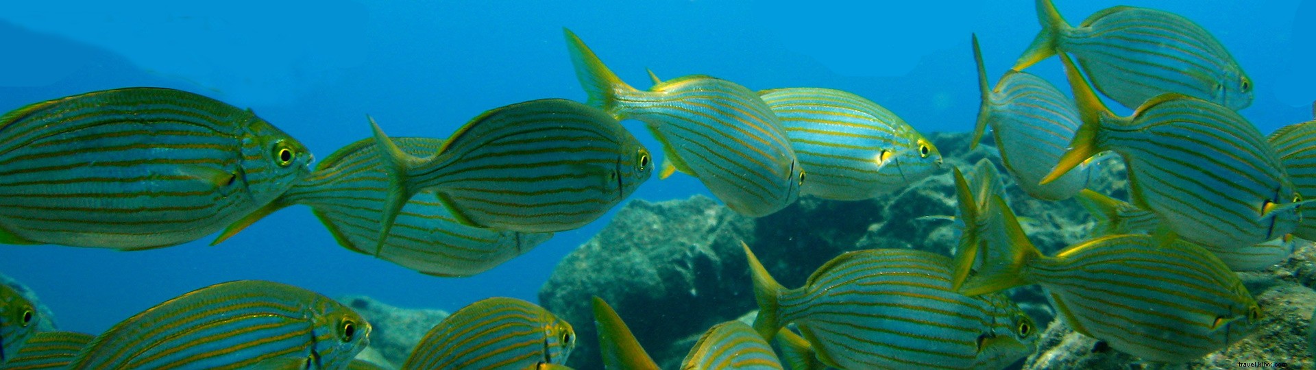 Ultimate Guide to Scuba Diving in Spain: Top Sites, Requirements & Expert Tips